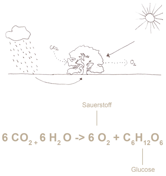 co2 in glukose holzbau klimawandel baum